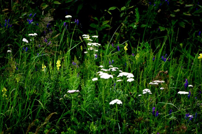070404 Hope Hatcher Montana Creek (10076)